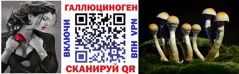 Галлюциногенные грибы Psilocybe Лодейное Поле